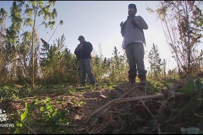 Hemp cultivation draws hesitation in Navajo Nation