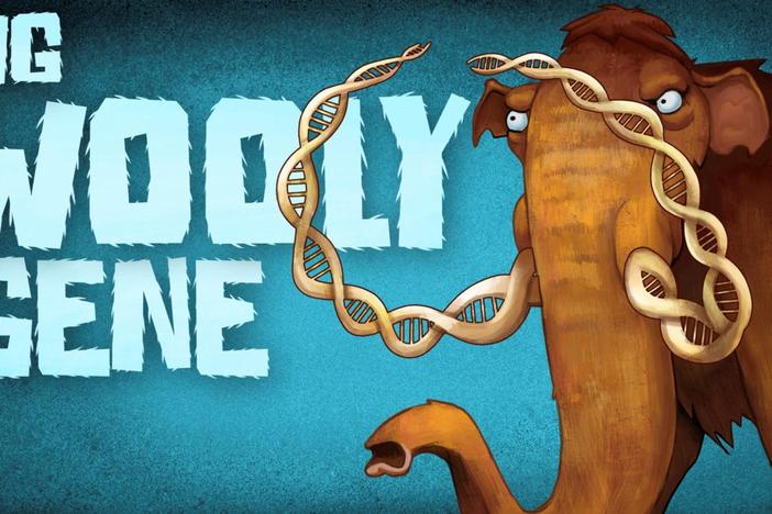In this episode, we delve into the difficulties of resurrecting extinct animals.