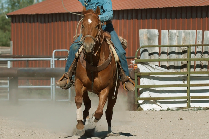 The American Quarter Horse has been clocked at 55 mph.