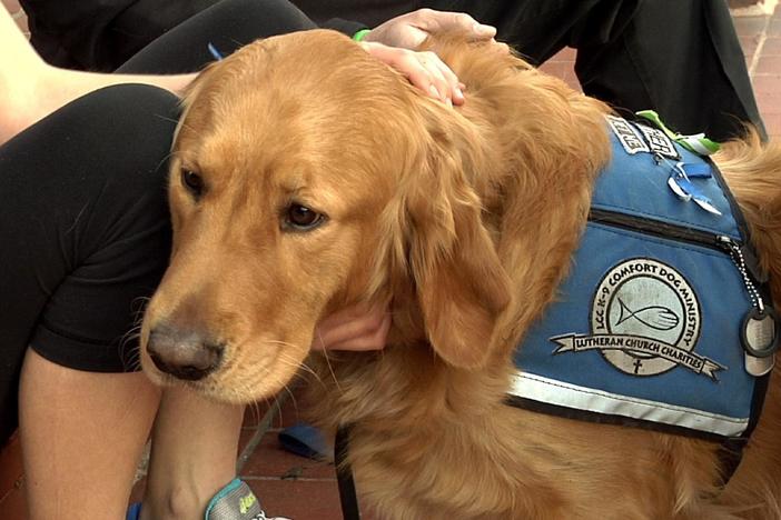 A charity ministers to disaster victims with the compassion only dogs can provide.