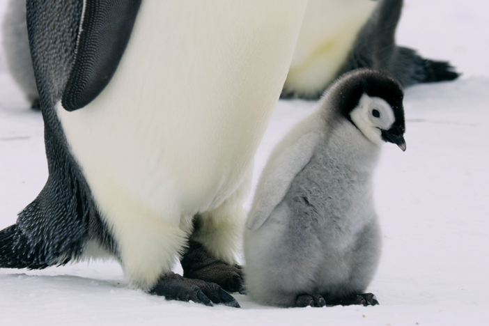 With a little encouragement from dad, this chick takes its first steps onto the ice alone.