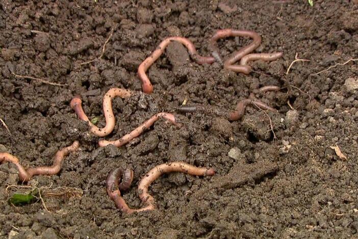 Nature Cat is brought to you today by: Earthworms!