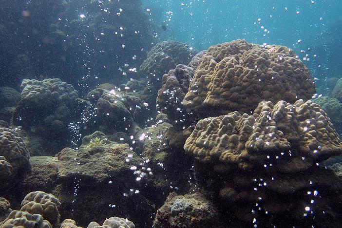 A unique coral reef in Papua New Guinea shows what the future may hold as oceans acidify.