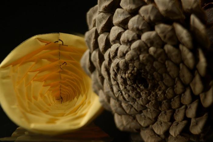 Biology and the physical world around us appear to be governed by origami-like patterns.