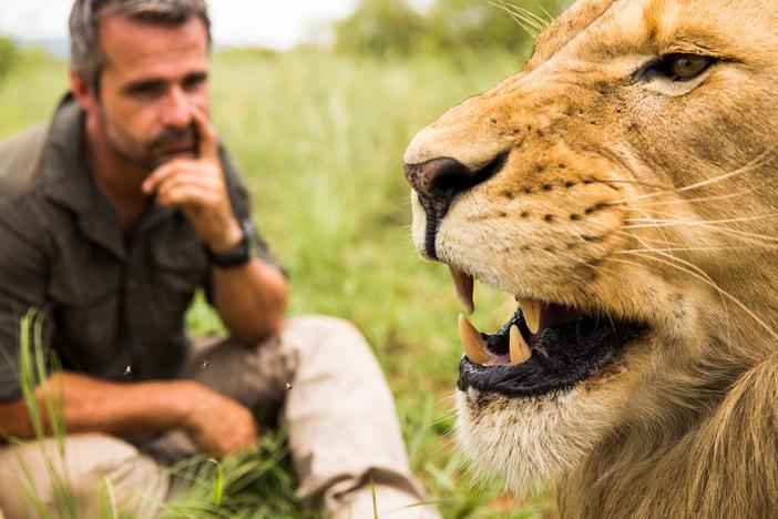 It's a critical time for cat research and conservation.