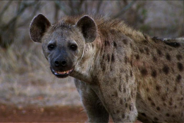 A white cub, now almost a grown lion, challenges an approaching clan of hyenas.