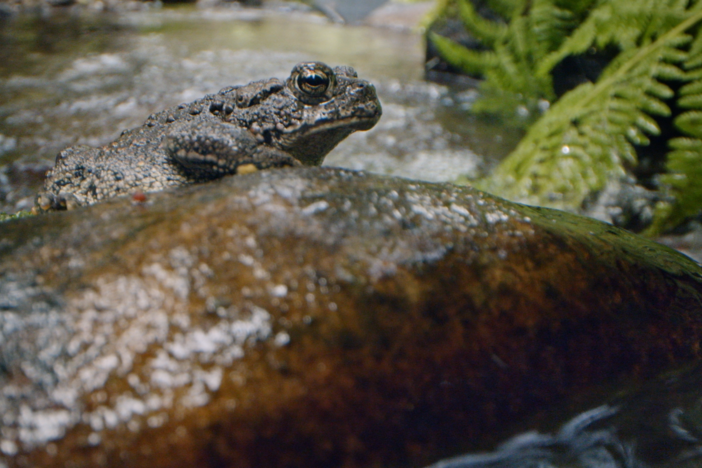 Explore Montana's "living laboratory" with a group of conservationists.
