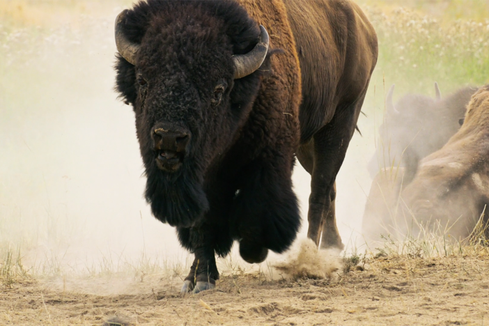 This time of year, bulls are competing for the right to breed.
