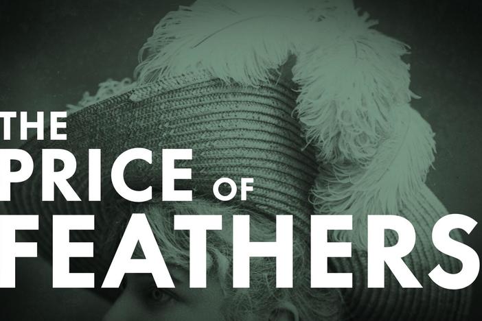 The plume trend let to the mass slaughter of the highly prized plumed birds in Florida.
