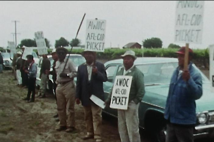 The oft forgotten history of Filipino farmworkers who launched the 1965 grape strike.