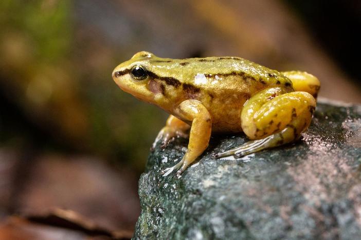 The Quito Rocket frog has been pushed to the edge of extinction.