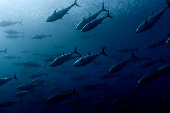 Tristan Rouyer tags tuna to understand how they have bounced back after over-exploitation.