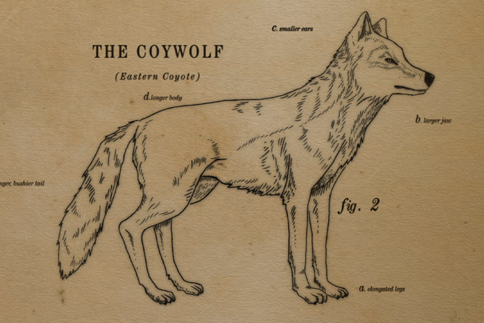 An animated video short about how the coywolf is a coyote/wolf hybrid. 