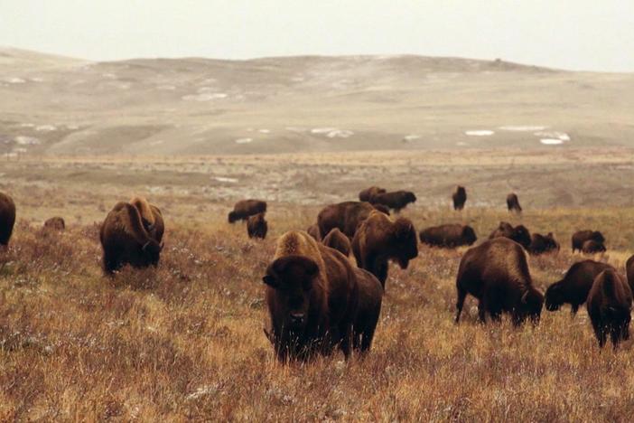 An intimate look at the only indigenous tribal-led buffalo drive in North America.