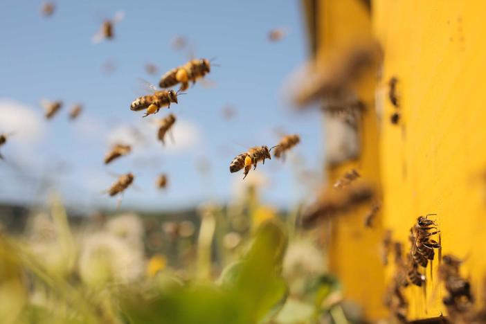 This nonprofit's sweet plan for reclaiming vacant Detroit lots