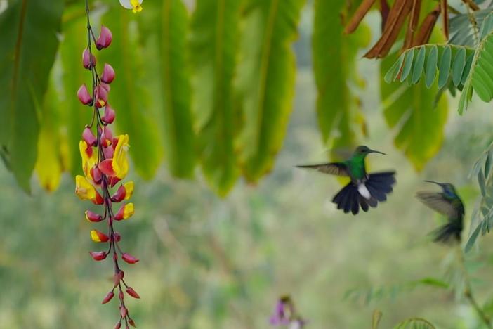 Hummingbirds may look cute, but they hide a secret warrior within. 