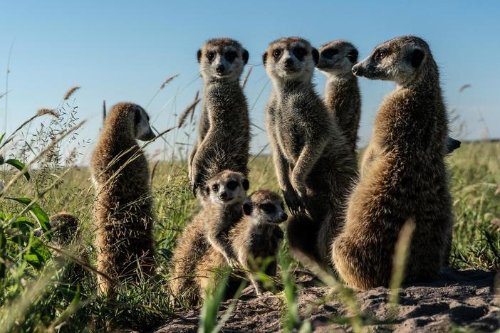 A family of meerkats watches as zebras migrate south in the Okavango.