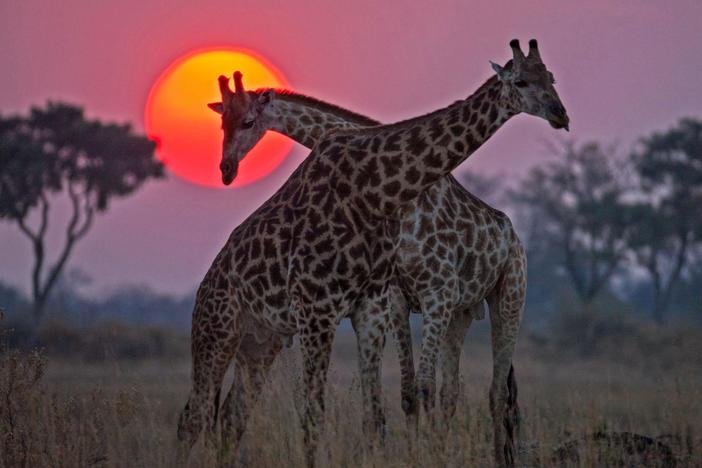Discover the Lower Okavango River, where the land is baked dry by the Kalahari Desert sun.