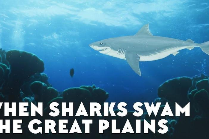 When Sharks Swam the Great Plains