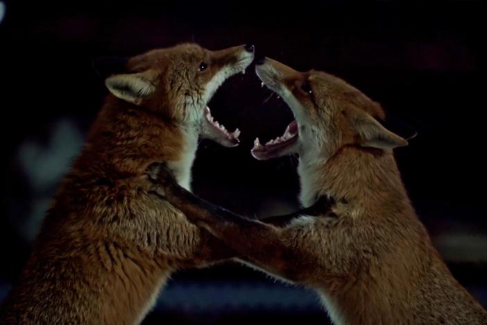 There are 10,000 foxes living in London, so rivalries aren't uncommon.