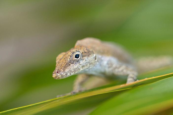 Remarkable island wildlife reveals insights into our rapidly changing planet.