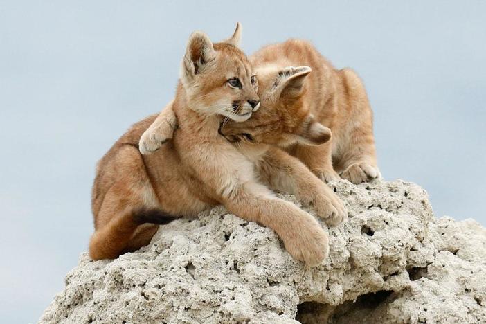 Playtime with siblings is essential for all young cats.