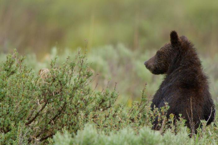 Casey follows a mom and two young cubs who’ve come out of hibernation.