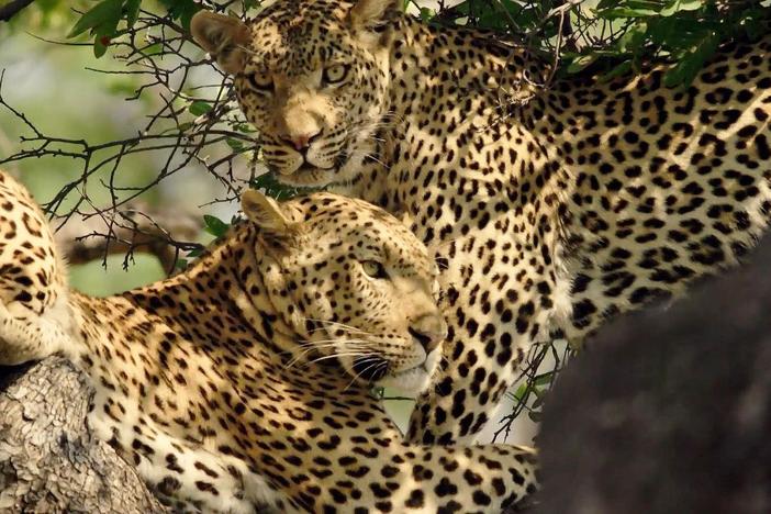 One female leopard seeks an uninterested mate, while another navigates the challenges of pregnancy.