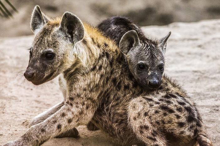 Watch a family of hyenas and warthogs share a den.