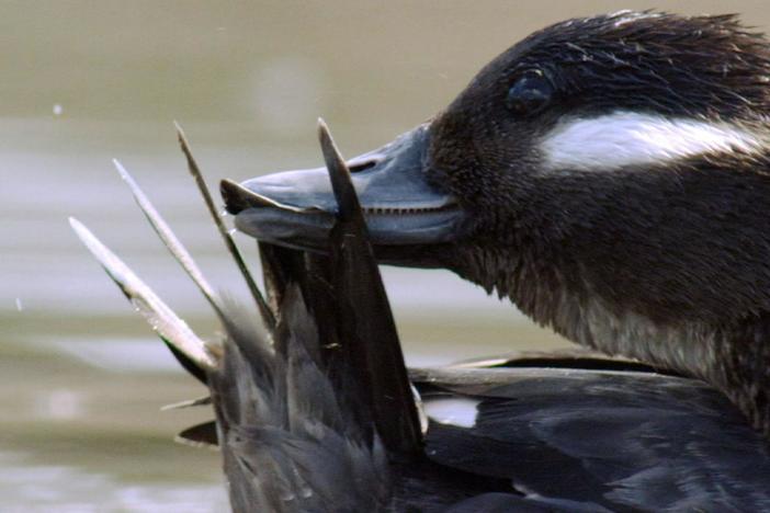 A look at all that's entailed in getting those duck feathers just right.