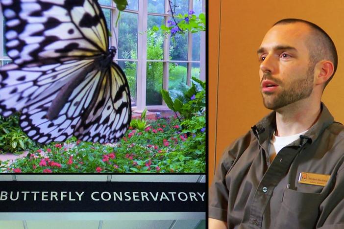 A job taking care of butterflies?  Yep, it’s here!