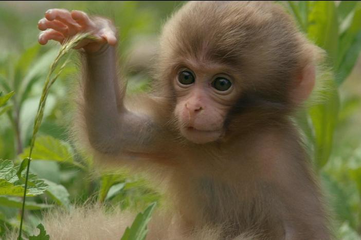As winter months fade away, the forest becomes a nursery for this troop of snow monkeys.