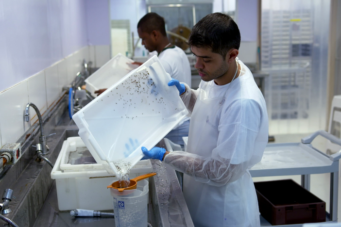 See how scientists are reducing wild mosquito populations with genetic engineering.