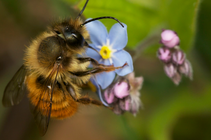 Discover the diverse species and personalities of bees who live in a British urban garden.