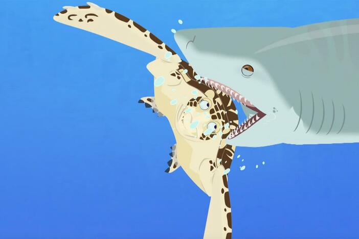 Shield the sea turtle and the bros face trouble as a tiger shark approaches!