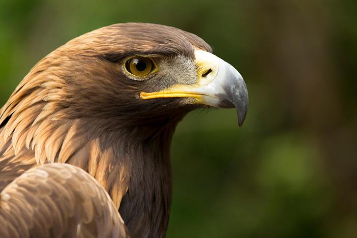 Follow eagles from the nest to the skies to see what makes these predators so remarkable.