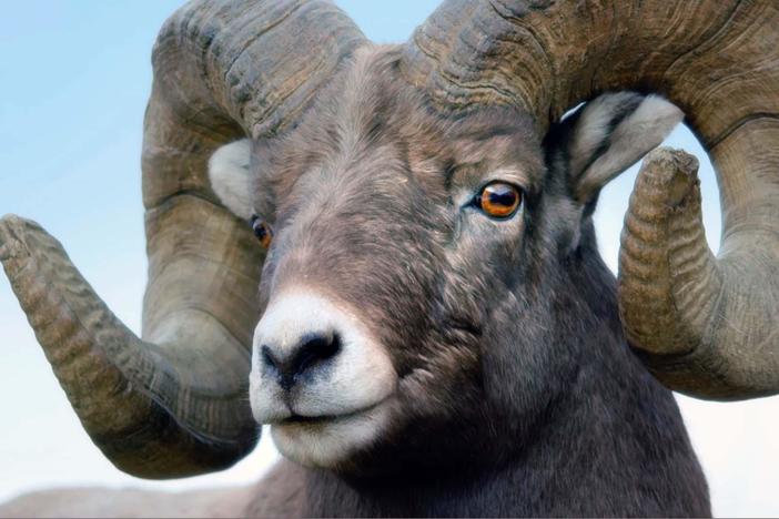 Bighorn Sheep fight head-on for the opportunity to mate.