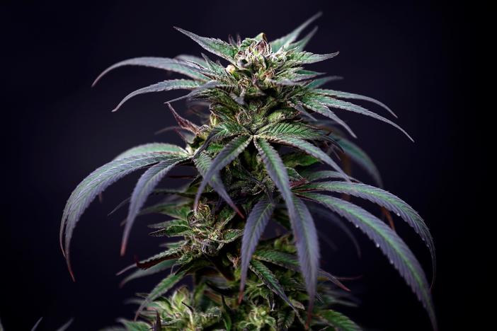Scientists race to learn how marijuana affects the brain