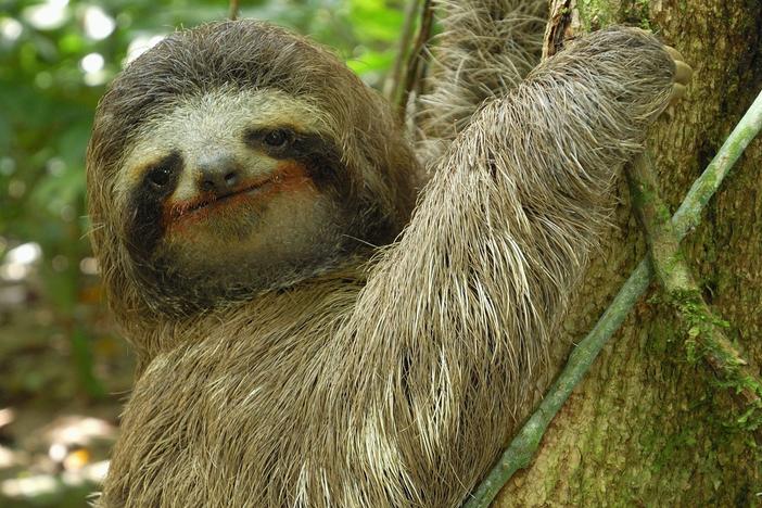 Three-toed sloths are some of the slowest and seemingly laziest creatures in the world. 