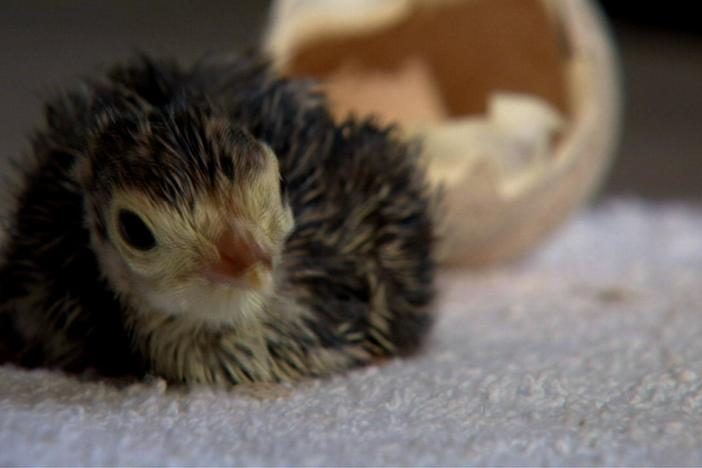 Emerging from the shell, wild turkey chicks are introduced to an unusual mother.
