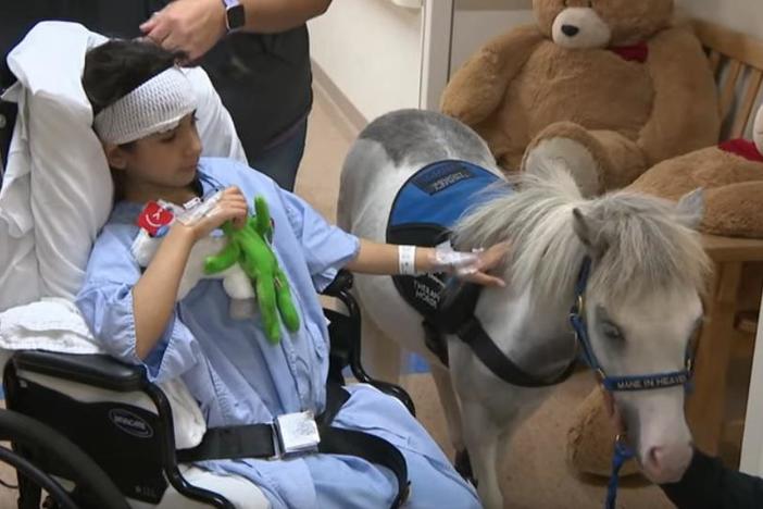 Small but mighty miniature horses offer therapy and hope