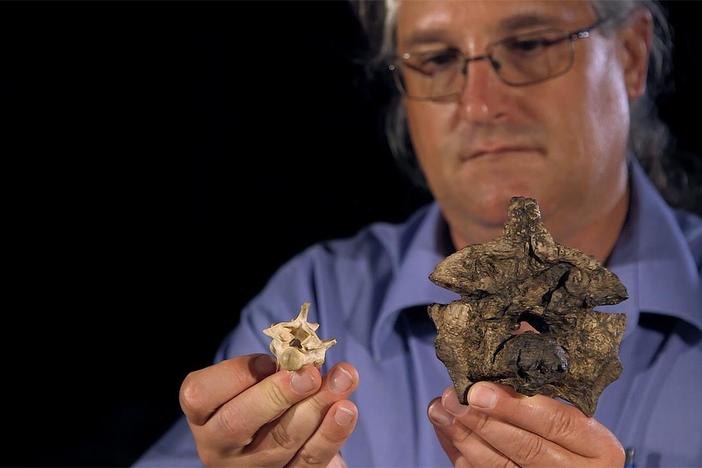 Experts examined the bones of a giant snake they discovered at the Cerrejón mine.