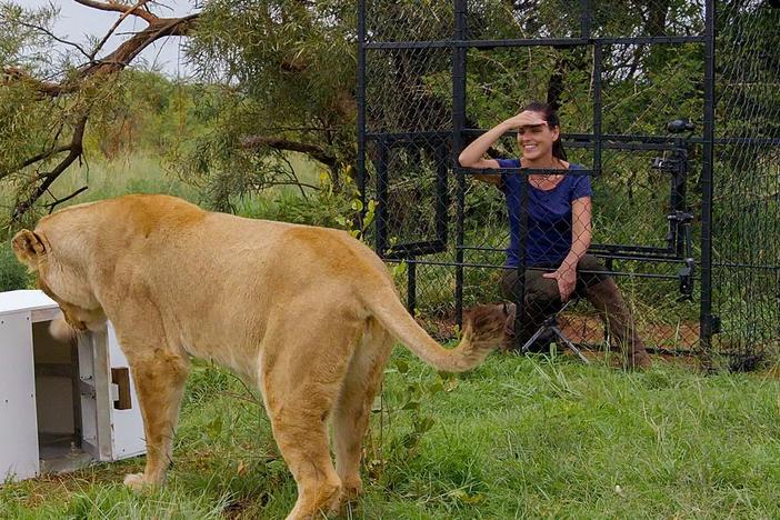 Dr. Natalia Borrego works with lion whisperer Kevin Richardson to carry out lion IQ tests.