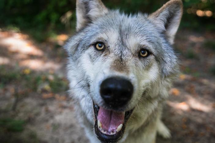 Join scientists as they go to extraordinary lengths to understand wild dogs.
