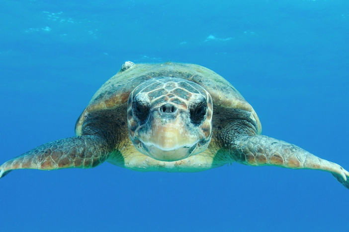 This loggerhead sea turtle's footage brings new insights into their secret world.