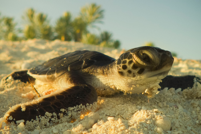 Newborn turtles hurdle over obstacles as they tumble over the sand toward their new home.