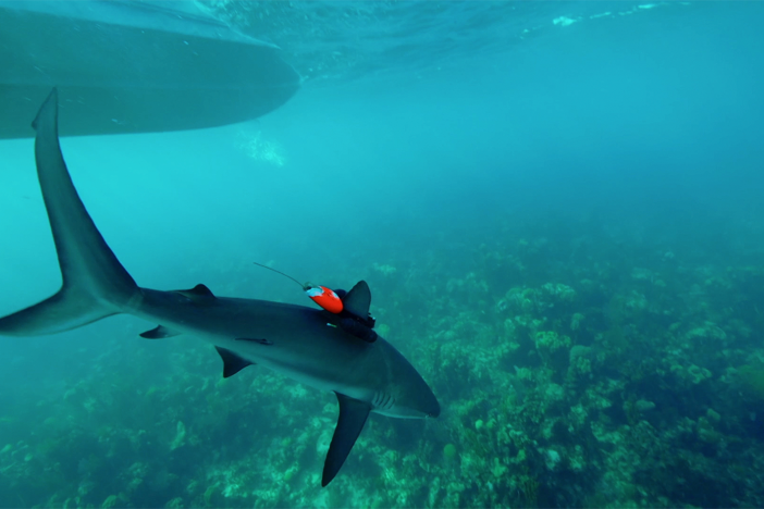 Shark cams take us where divers never could.