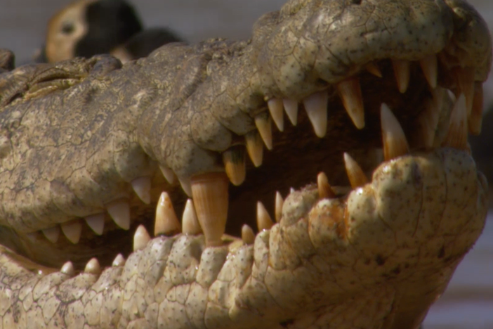 Take a sneak peek at what might be the largest crocodile population in Africa. 