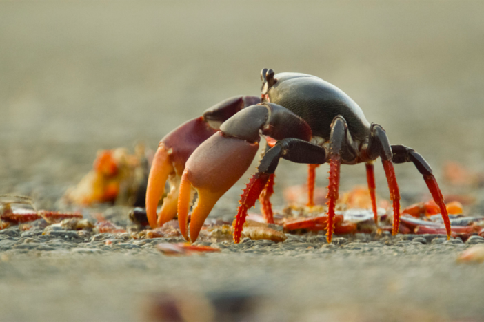 An army of Red land crabs migrates miles as mothers prepare to lay up to 80,000 eggs each.