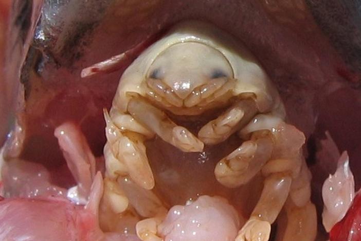 Gross science: This parasite crawls into a fish’s mouth and replaces its tongue. 